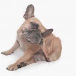 Dermatitis húmeda aguda en perros: causa, síntomas y tratamiento