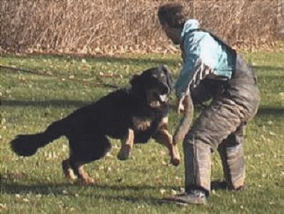 Cómo entrenar a un perro de protección personal: qué hacer