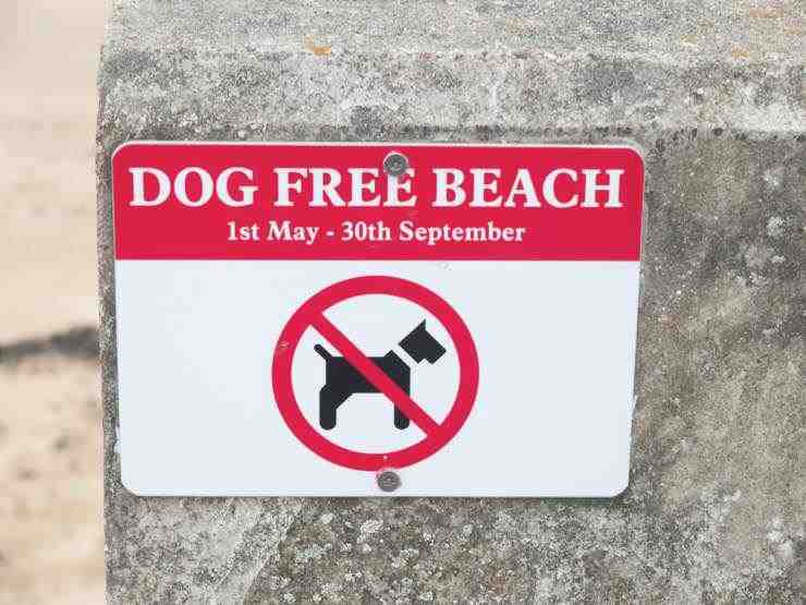 Llevar al perro a la playa