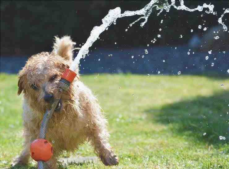 El perro se divierte con la manguera de agua
