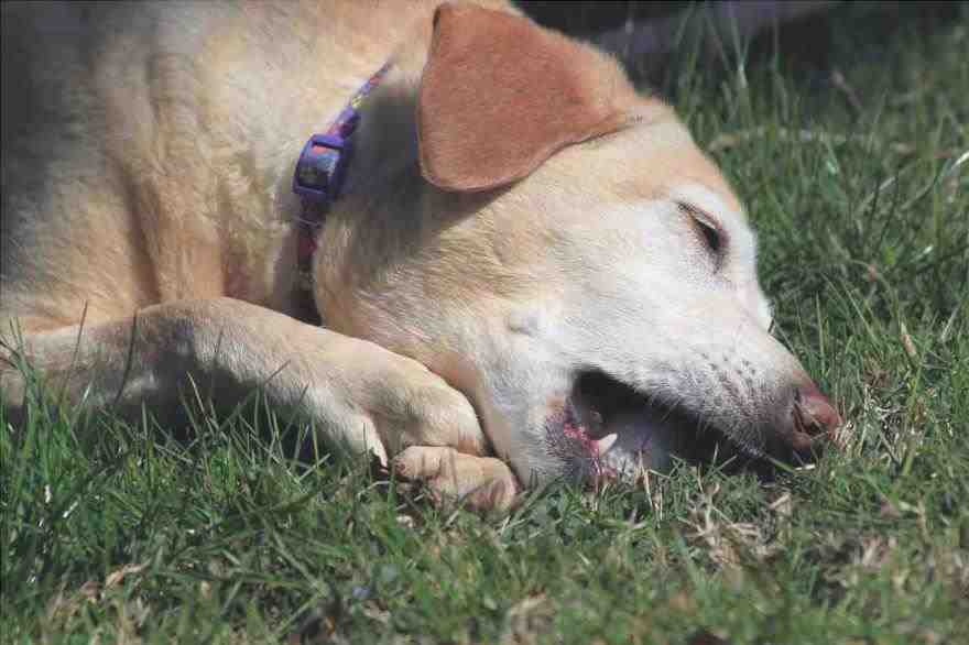 Eczema en perros