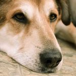 causas, signos y cómo remediar la tristeza en los perros