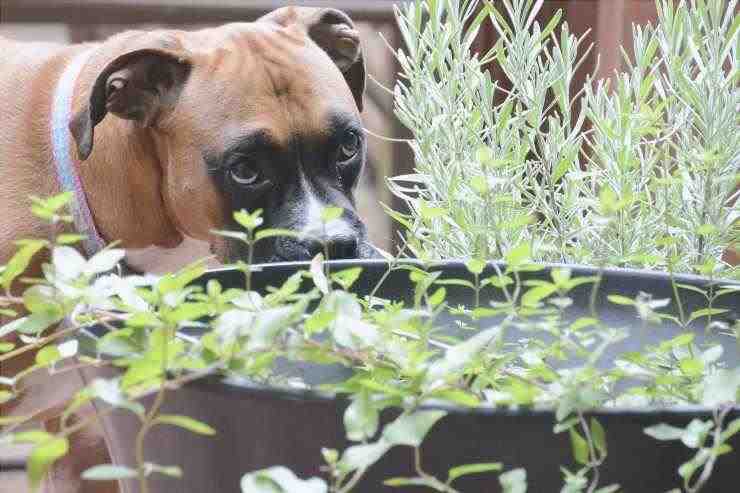 Plantas buenas para los perros