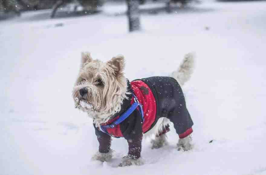 razas de perros que sufren el frío