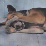 El perro tiembla mientras duerme: causas y cuándo preocuparse
