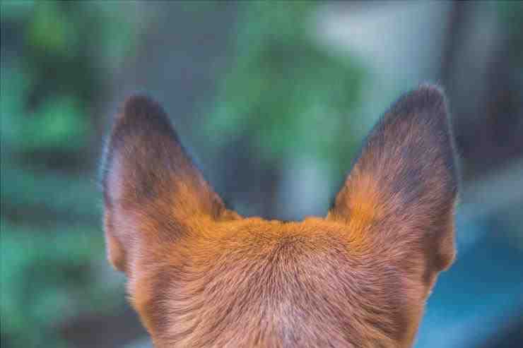 Las orejas del perro apestan