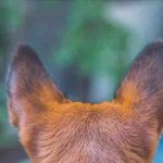 Enfermedades del oído en los perros: síntomas, causas y remedios