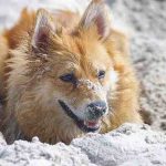 El perro que come arena en la playa: peligros y remedios
