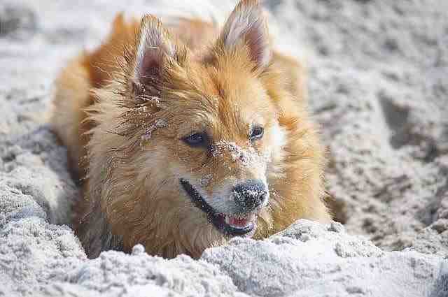 el perro se come la arena ¿qué hacer?