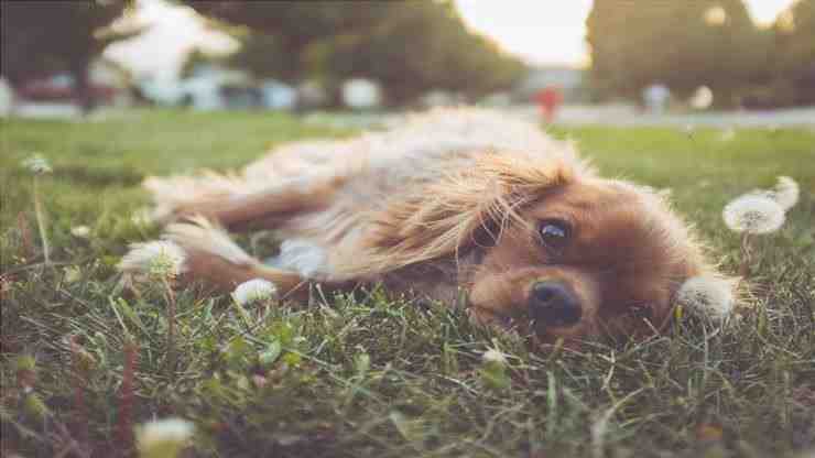 perro tumbado en el parque (Foto Pixabay)