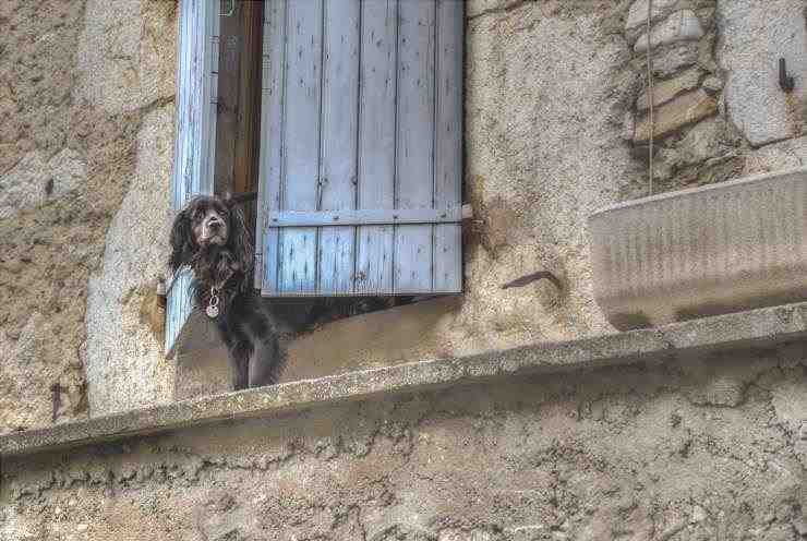 El perro mira por la ventana