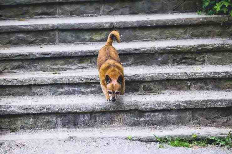 Perro en las escaleras