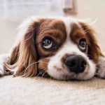 ¿Su perro está estreñido? causas, síntomas y remedios