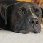 Perro que vomita sangre: causas y re para la hematemesis en perros