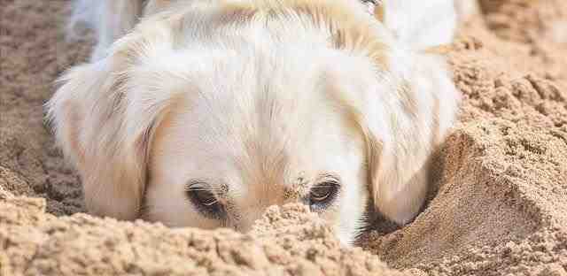 parásitos de la arena en los perros