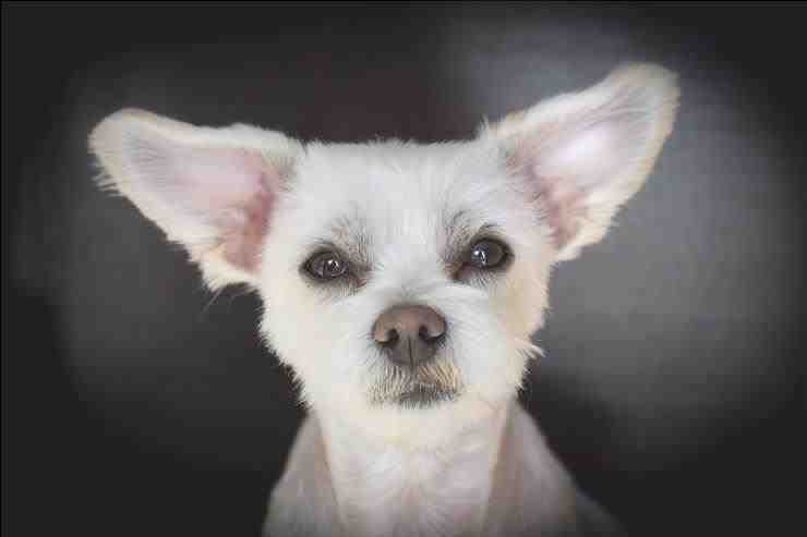 Perro con orejas puntiagudas