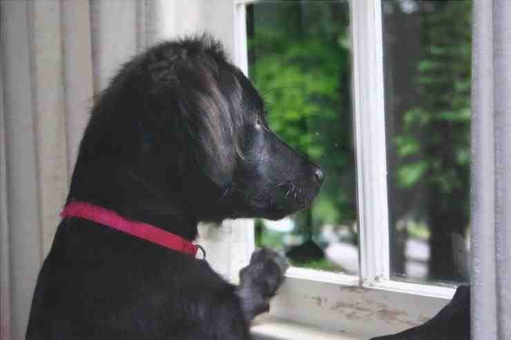 ventana del perro sólo en casa