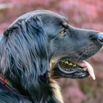 El pelaje del perro cambia de color: causas y problemas