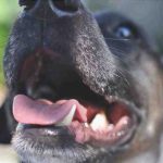 Pérdida de dientes en el perro: por qué puede agriarse y cómo ayudarle