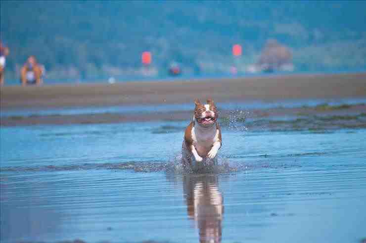Boston Terrier en el agua