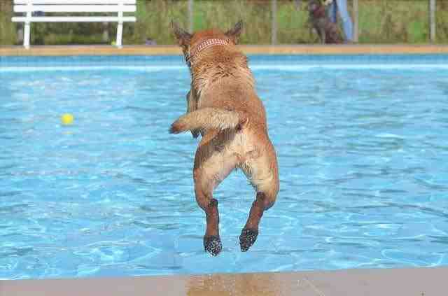 perro en el agua de la piscina de verano