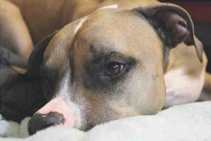 Pitbull, un perro fiel (Foto Pixabay)