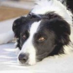 Errores en el cuidado del perro que pueden acortar la vida de Bobi