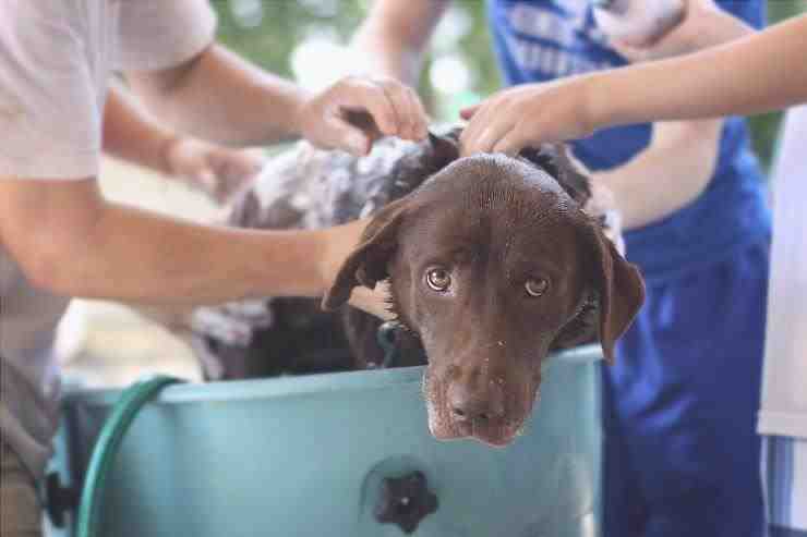 productos para desinfectar el pelo del perro