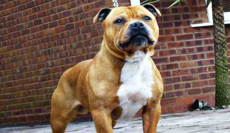 Adopción de un perro Staffordshire Bull Terrier