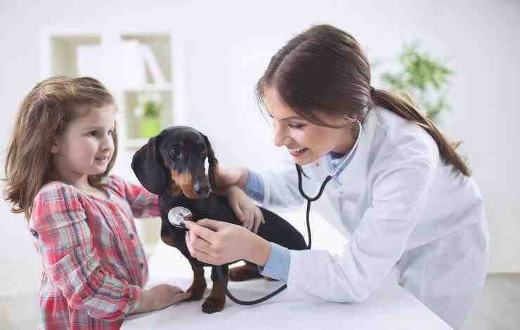 perro salchicha en el veterinario