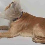 La hernia perineal en perros: causas y síntomas a tener en cuenta