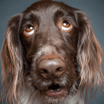 Las expresiones faciales de nuestros perros y sus emociones