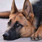 Fibrosarcoma en perros: causas, síntomas y tratamiento