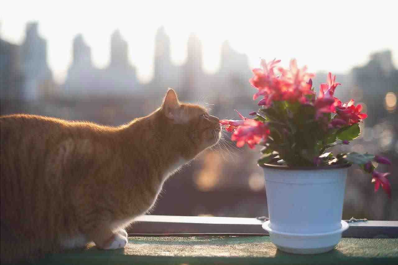 bach flores gato