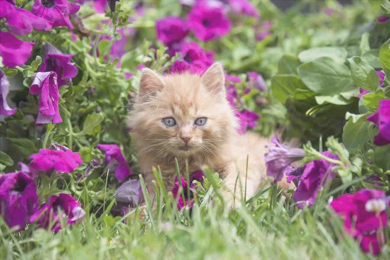 flores de gato