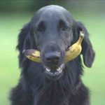 ¿Puede su perro comer plátanos? Esto es todo lo que necesita saber sobre el tema