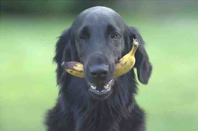 perro bananero