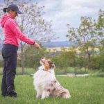 Perros medianos de 0 a 12 meses: manejo y cuidados