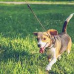 Juegos para jugar con tu perro durante el paseo: cómo estimular a Bobi