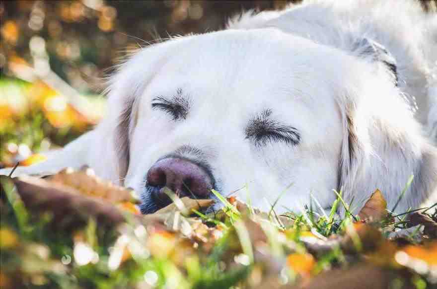 parásitos del perro otoño