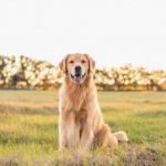 las 10 razas de perro más mimosas con los humanos