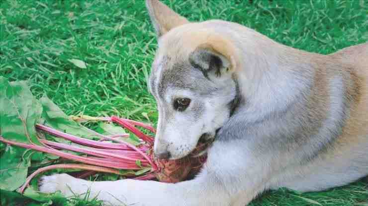 los perros pueden comer remolacha roja