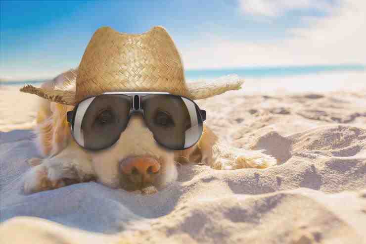 el perro puede quedarse al sol