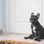 El perro se sienta junto a la puerta: el significado del comportamiento