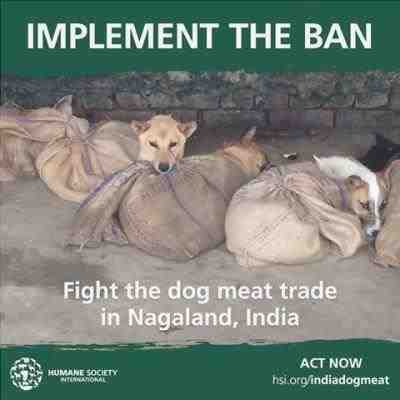 Impactante investigación: mercado ilegal de carne de perro en Nagaland, India
