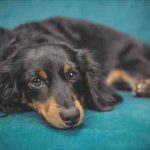 Hipertiroidismo en perros: síntomas, causas y tratamiento