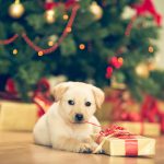 Ideas de regalos de Navidad para perros: cómo hacer feliz a Bobi