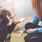 Cómo enseñar a tu perro a sacudirse en 7 pasos