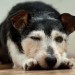 El perro no duerme por la noche: causas, quejas y remedios