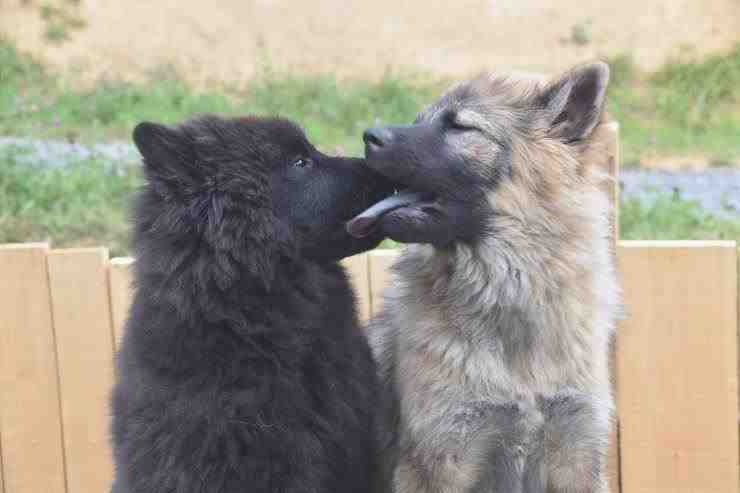 Perros que se besan